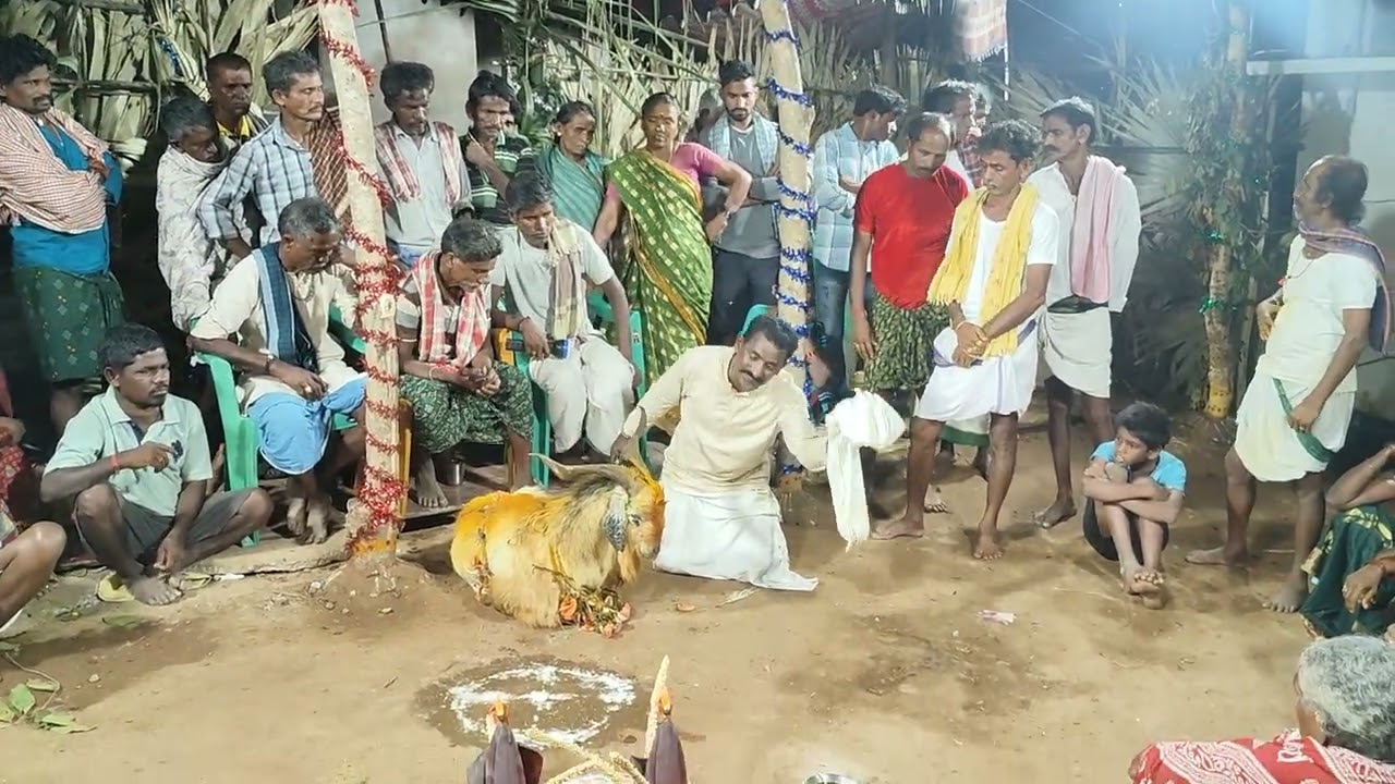గొల్ల చదువు చప్ప. దాలప్పడు గురువు గారు 7660956024 జై జై గంగమ్మ తల్లి