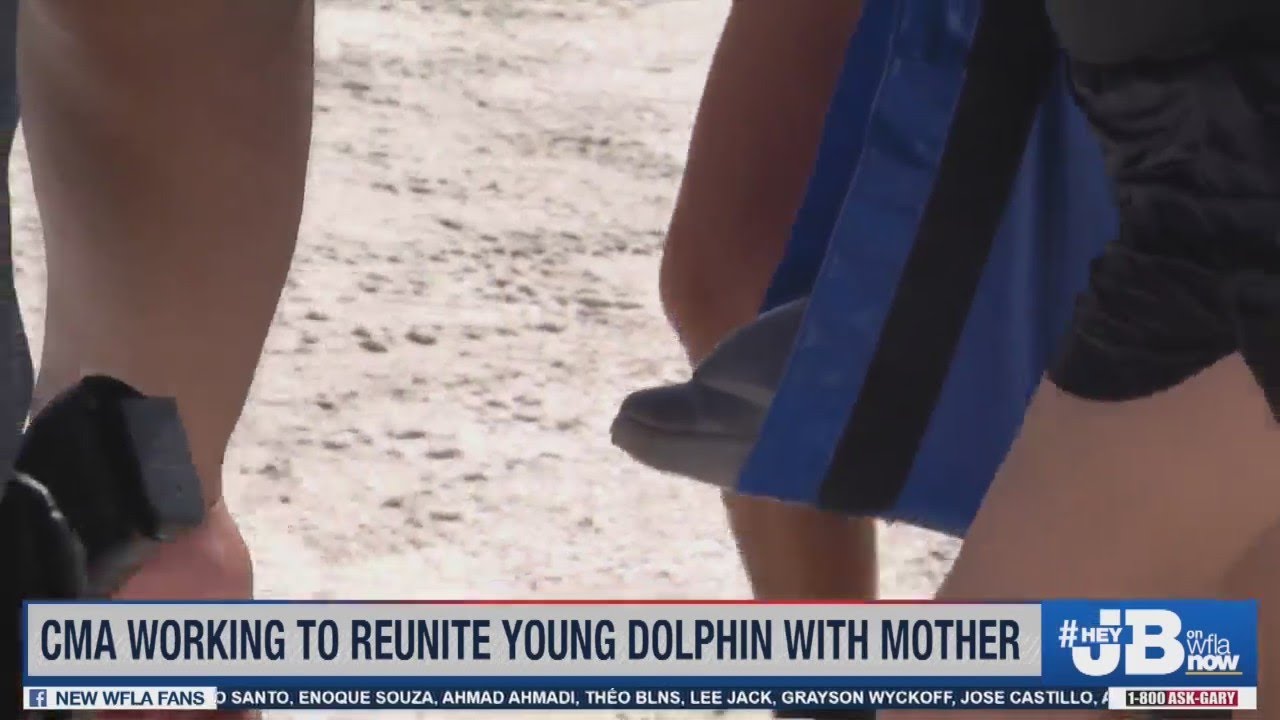 Young Dolphin Carried Away by Clearwater Marine Aquarium After Being Trapped at Clearwater Beach