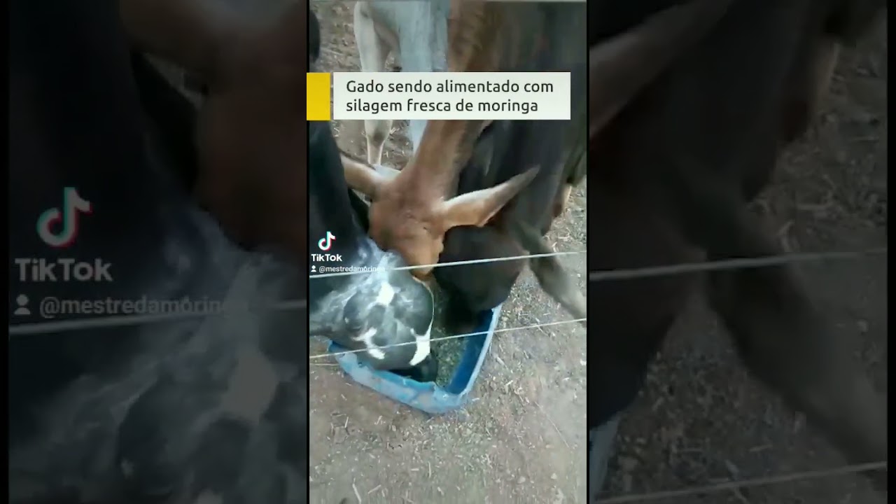 Quais s&atilde;o as vantagens de usar moringa como ra&ccedil;&atilde;o animal