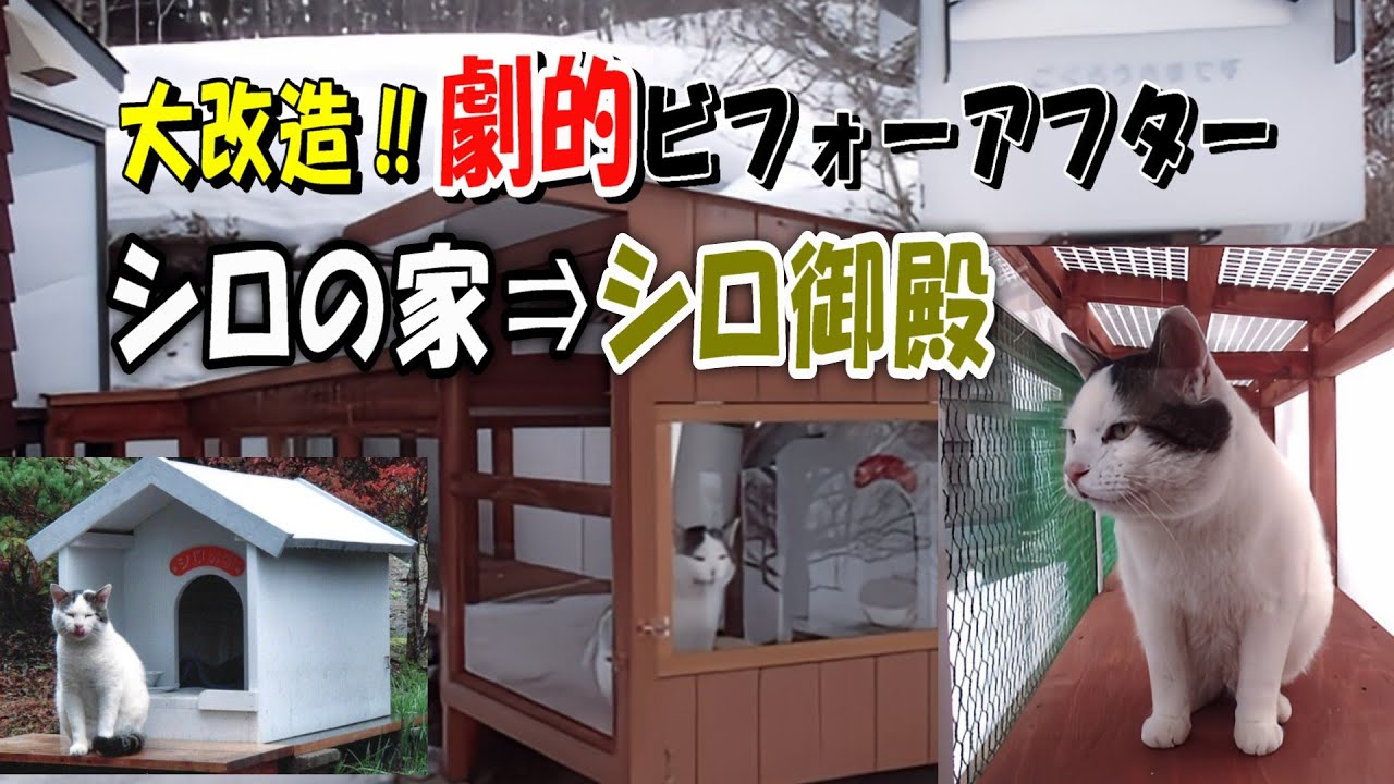 【自由猫から完全家猫へ】大改造シロの家：シロの家からシロ御殿へ！自由と安全を極めた快適空間の全貌【オリジナルBGM】