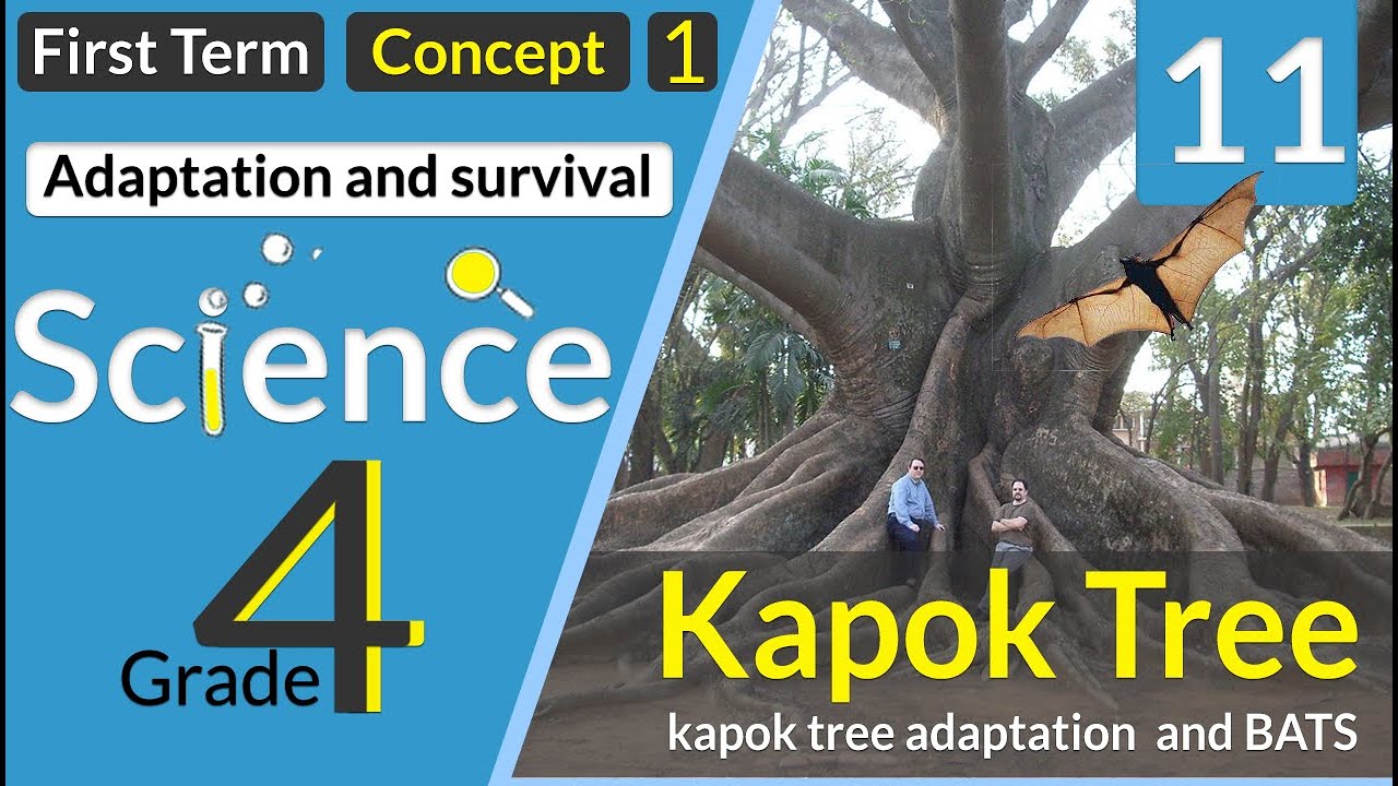 lesson 3-3 kapok tree adaptation and BATS | science grade 4 | شجرة الكابوك