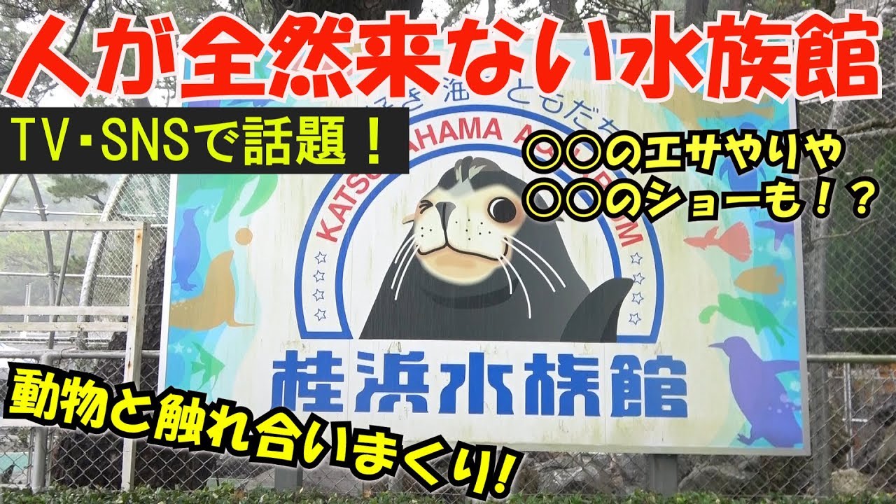 【桂浜水族館】月曜から夜ふかし・Twitterで話題！あの桂浜水族館に行ってみたらここにしかない魅力見つけた!!!