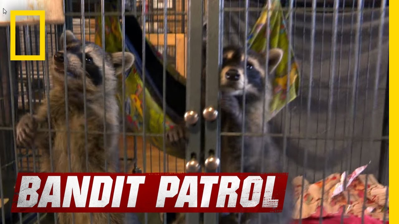 Building a Raccoon Family | Bandit Patrol