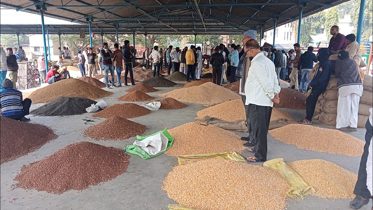 देवास मंडी डालर चने का भाव l Dewas Mandi dallar chane ka bhav l देवास मंडी मक्का का भाव l  7 /2021