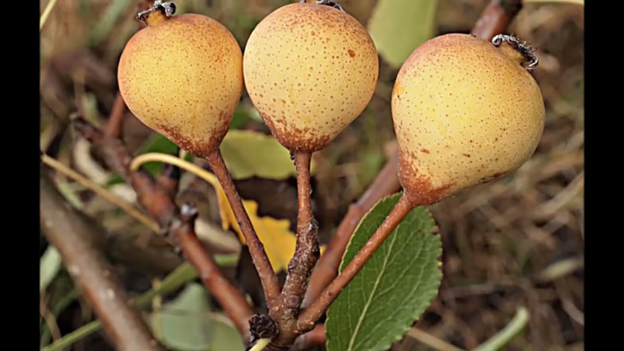 Rosaceae