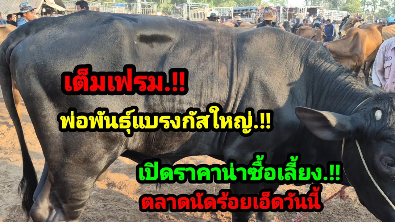 ราคาวัววันนี้ เปิดราคาวัวล่าสุดวันนี้ สำรวจราคาวัวตลาดนัด #เปิดราคาวัวงามน่าซื้อ#ซื้อขายวัวสายเลี้ยง