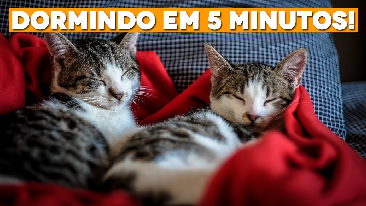 Música para GATO DORMIR em 5 minutos...