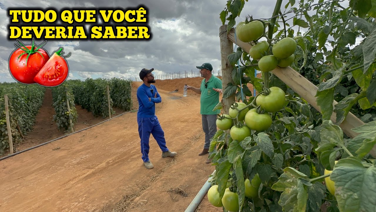 🍅NÃO PLANTE TOMATE ANTES DE VER ESSE VÍDEO