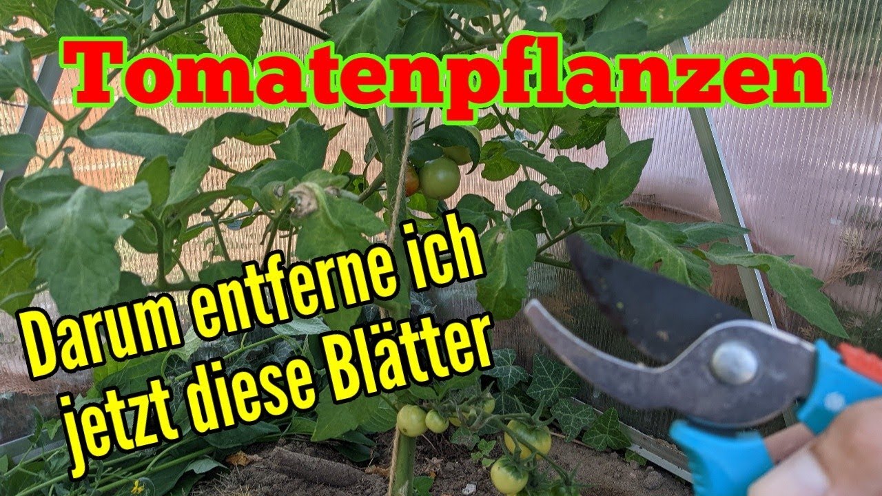 Tomatenpflanzen entblättern - Darum entferne ich jetzt diese Blätter bei meinen Tomaten schneiden