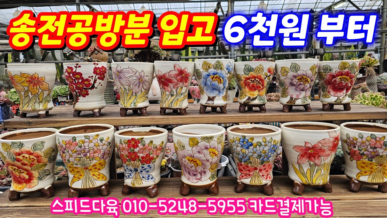 26.2.16 🌹갓성비 수제화분 송전공방분 입고 6천원 ~12,000원🌹 #스피드다육 010-5248-5955 전국택배가능 유료광고포함 