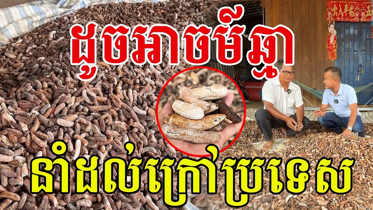 ស្មានថារបស់ឆ្មា មិនធម្មតានាំចេញដល់ក្រៅប្រទេស