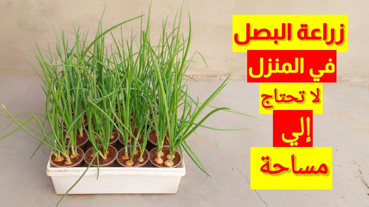 زراعة البصل الأخضر الطازج في المنزل لا تحتاج إلي مساحه