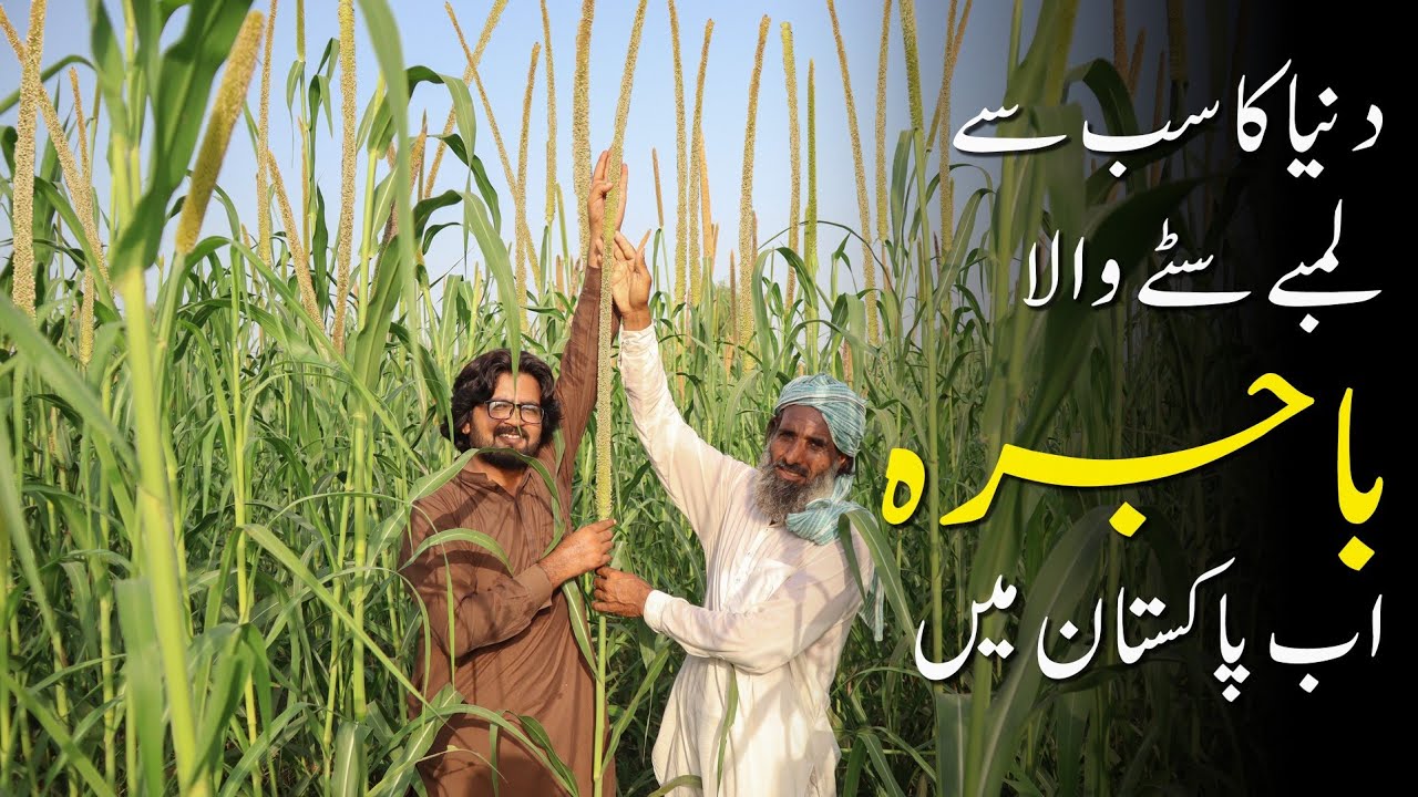 Duniya ka Sab se Lambe Site Wala Bajra ab Pakistan Men/ Millet Farming / bajra farming video/ G Farm