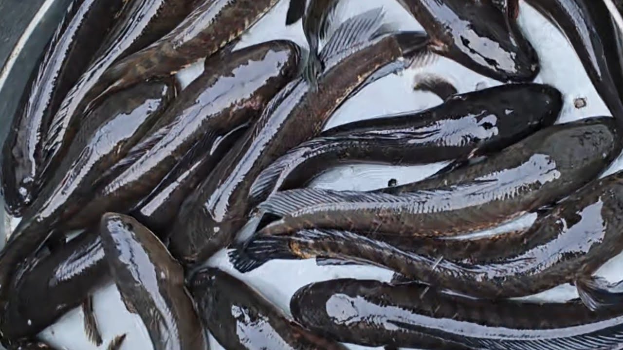 #Live Murrel 🐟 Cutting I Snakehead fish cutting #Musheerabad#fishmarket 
