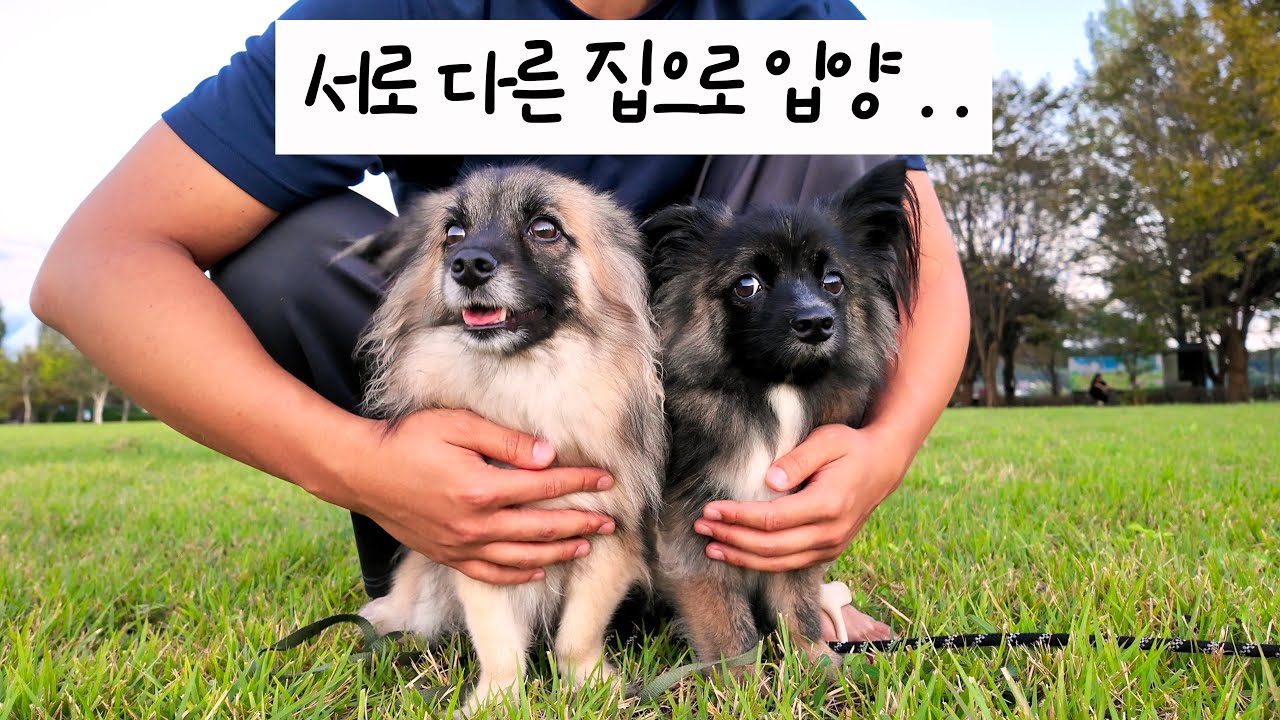 다시 만난 유기견 형제의 캠핑브이로그