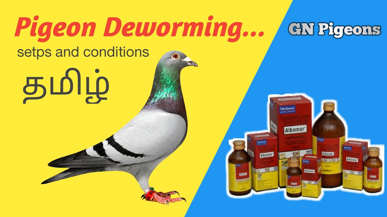Pigeon DEWORMING   தமிழ்