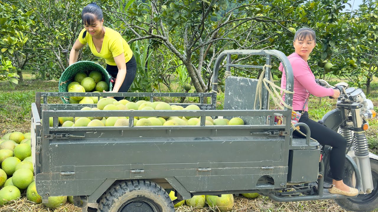 Harvesting A Lots Of Grapefruit Goes To the market sell - Use 3-wheeled Vehicle to carry grapefruit