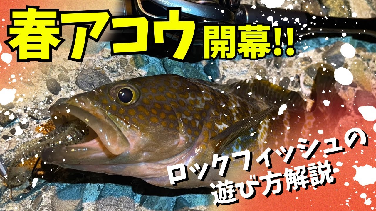 春のロックフィッシュゲーム開幕！！テトラでアコウを狙います！釣り方解説！！