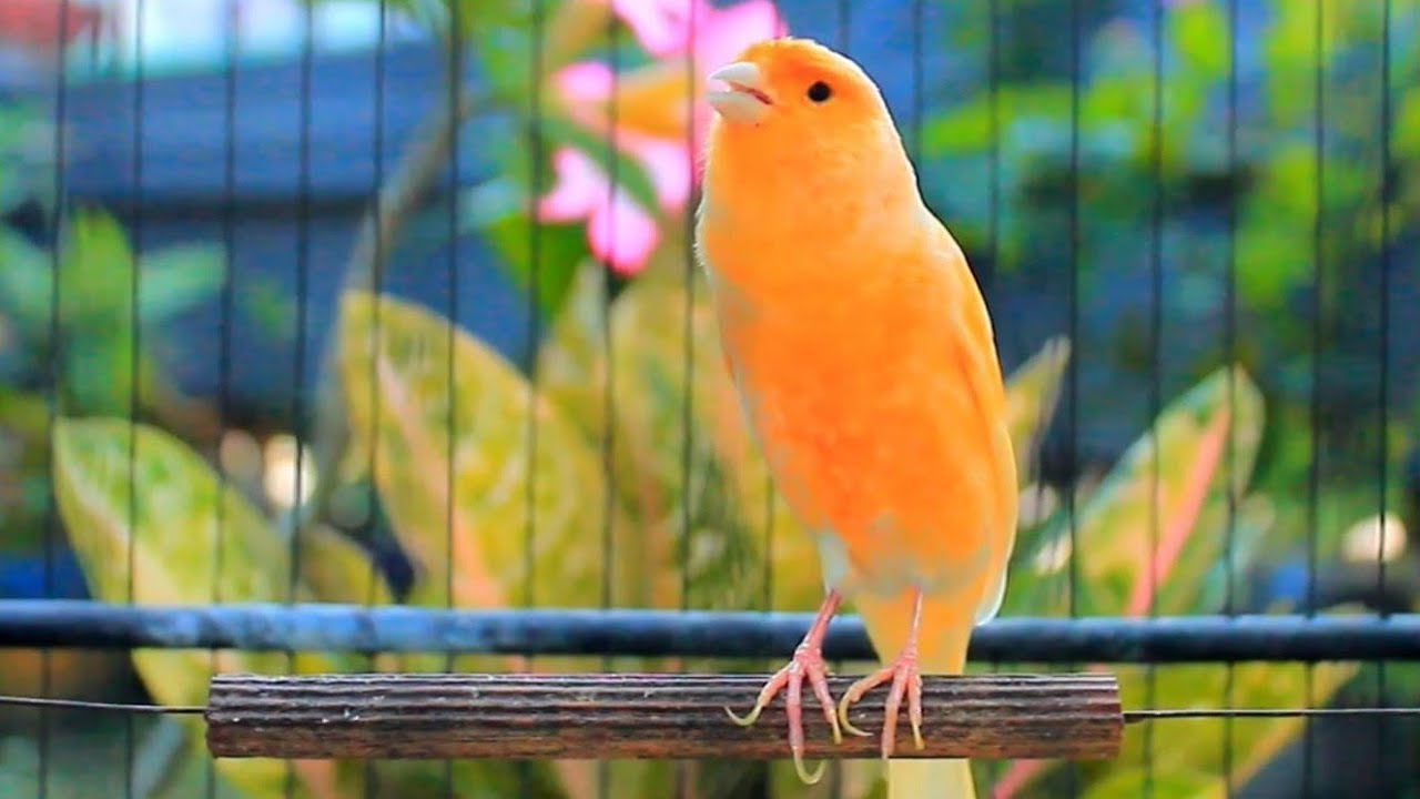 Canarini in Azione! Il Canto Naturale che Risveglia l’Amore nel Loro Cuore