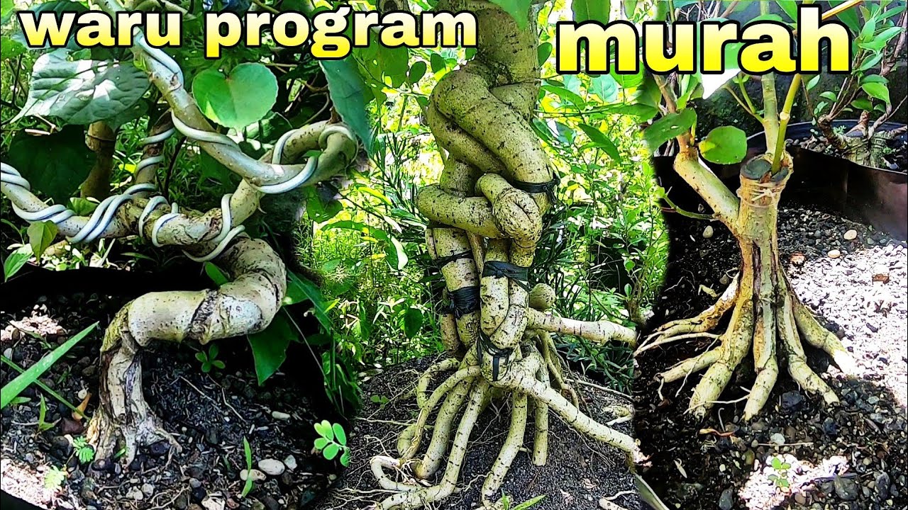 Program Bonsai Waru Terlengkap Dan Termurah