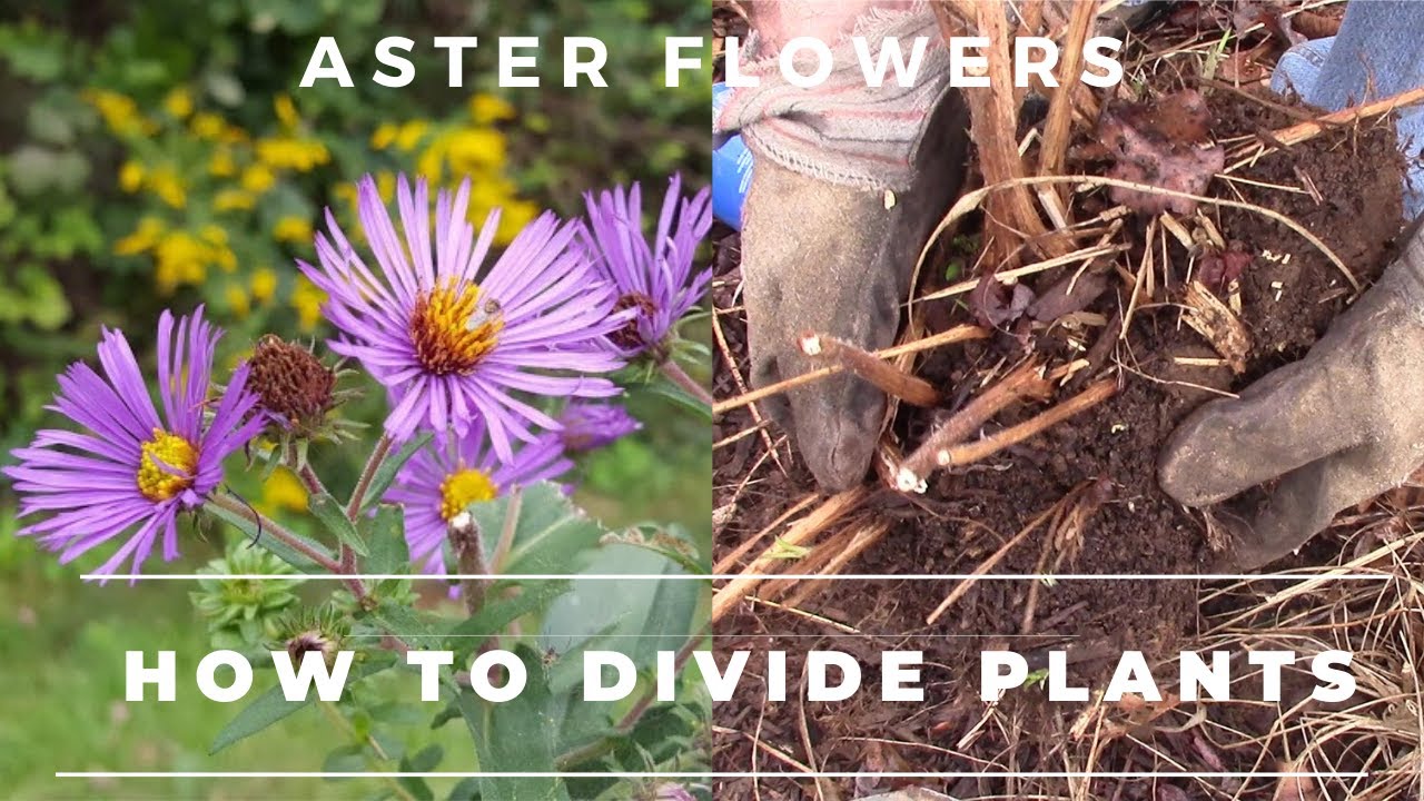 How to divide Aster Flowers