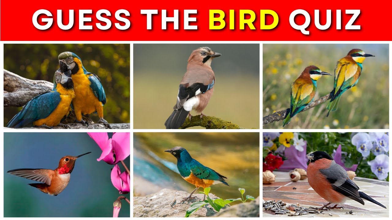 Guess the Bird Quiz | 50 Birds in 10 Minutes HQ Footage