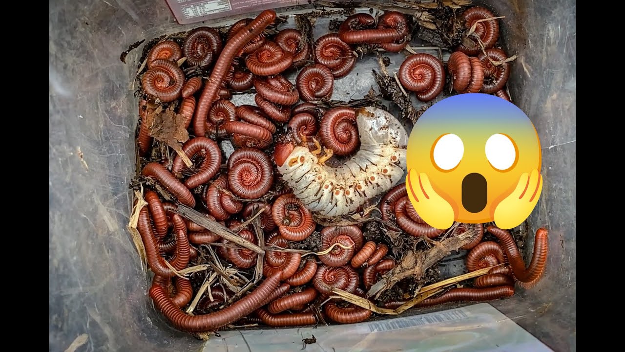 Discovery! Hundreds of Millipedes, Hiding In Something,
