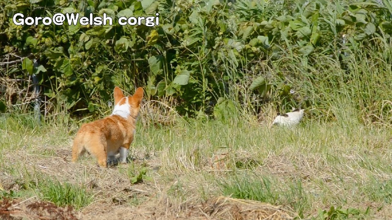 Goro found cat. / 猫を見つけたコーギー 20130524 Goro@Welsh corgi
