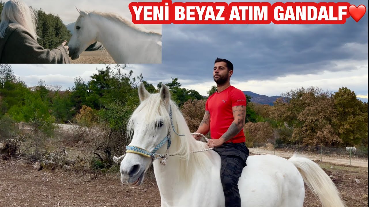 FİLİMLERDEKİ BEYAZ AT GANDALF ARTIK BİZİMLE😆🤫🧿