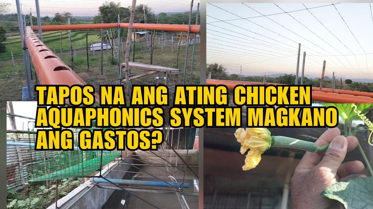 TAPOS NA ANG ATING CHICKEN AQUAPHONICS SYSTEM MAGKANO ANG GASTOS?