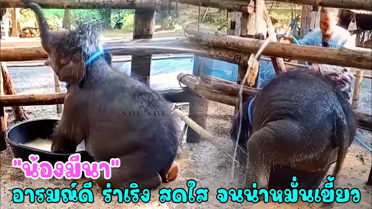 น้องมีนา อารมณ์ดีวิ่งเล่นอย่างมีความสุข เลี้ยงง่าย ร่าเริง ฉลาด อยู่เป็น ใครๆเลยต่างตกหลุมรักหนูไง