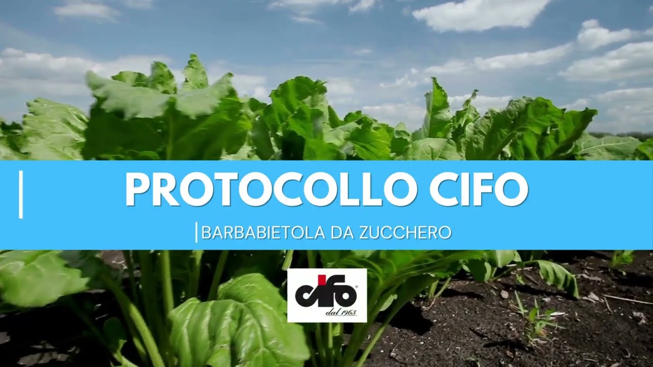 Barbabietola da zucchero | Il protocollo Cifo