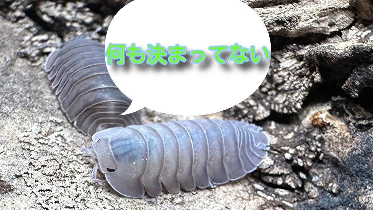 恒例の何も決まってないライブ配信！