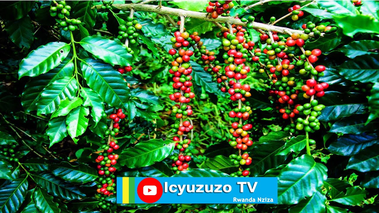 Gicumbi/Giti:Karasira ni umuhinzi wa #coffee ufite ibiti 1500, arakangurira abahinzi kwita kuri kawa