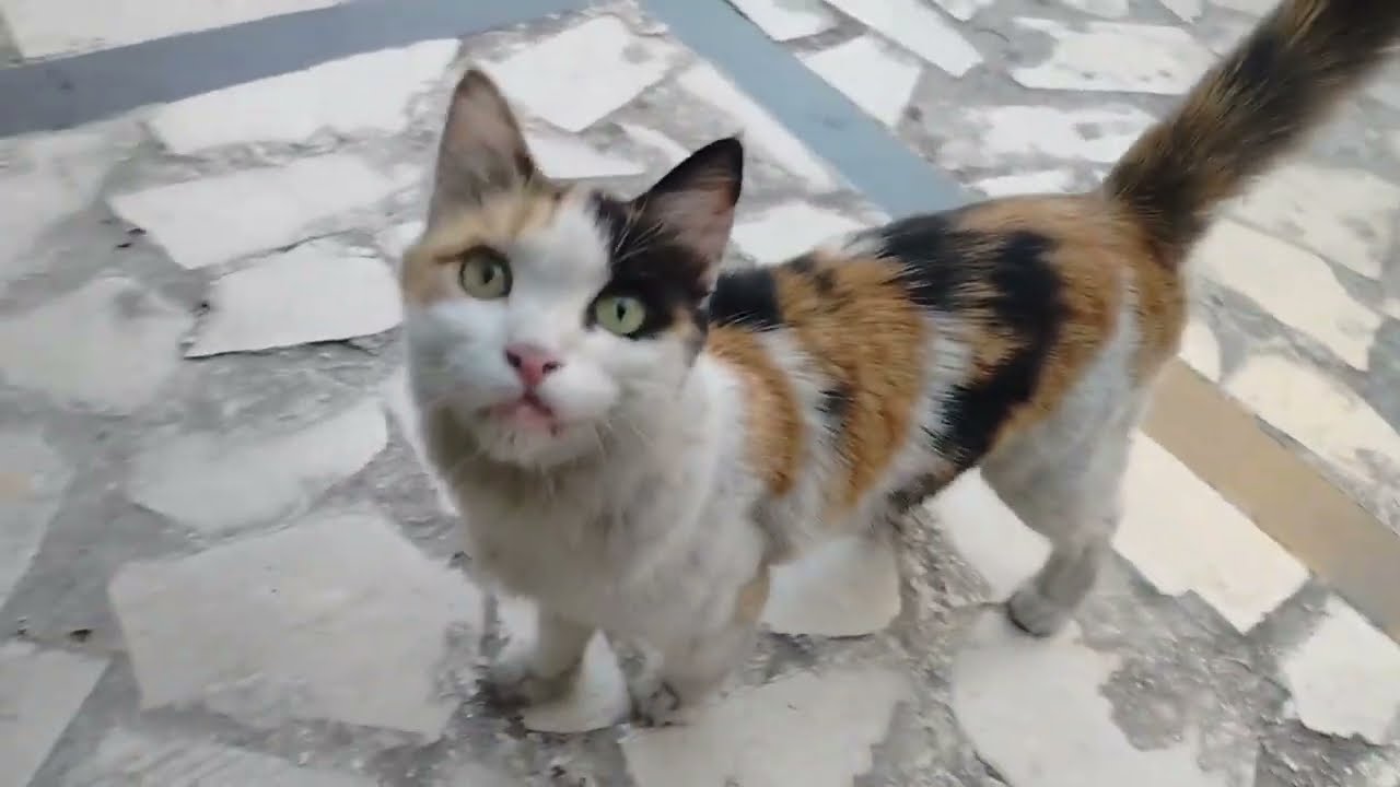 Tiny rules of the streets 🐈🐈🐈