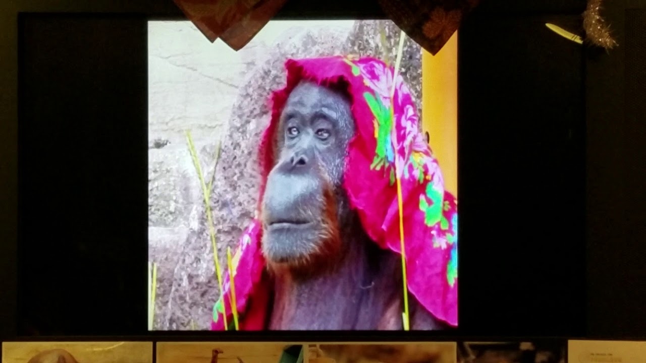 多摩動物公園 ジプシーさんありがとう