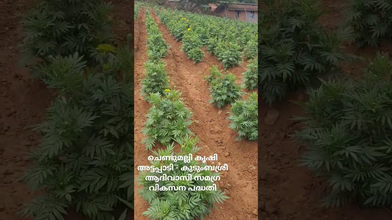 Attappadi tribal special project - Kudumbashree