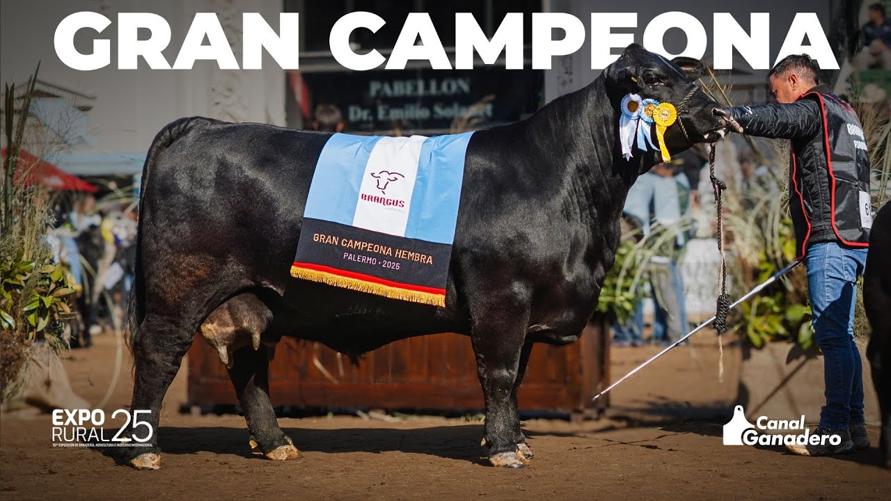 GRAN CAMPEONA HEMBRA BRANGUS PALERMO 2025