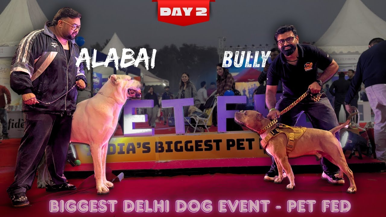 Bully vs Alabai hogya Petfed mei 🤯DAY 2 | Aman and bully