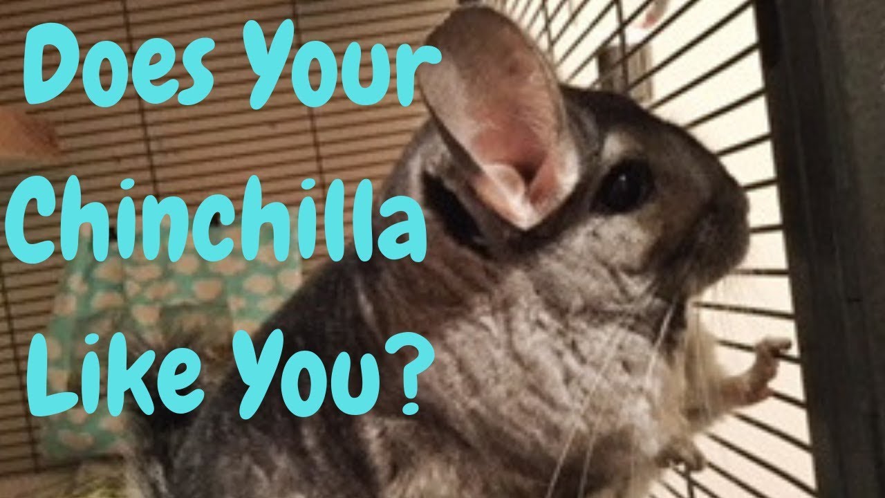 Does Your Chinchilla Like You?