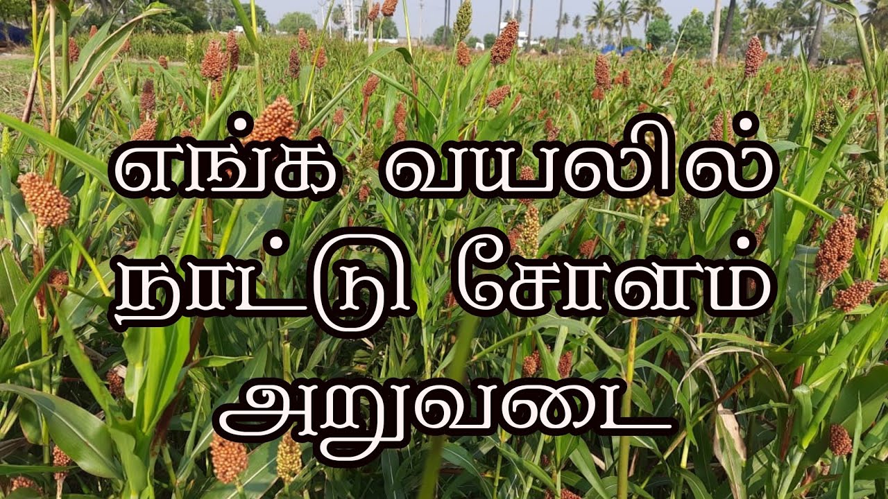 நாட்டு சோளம் அறுவடை செய்யும் முறை | Sorghum Harvesting