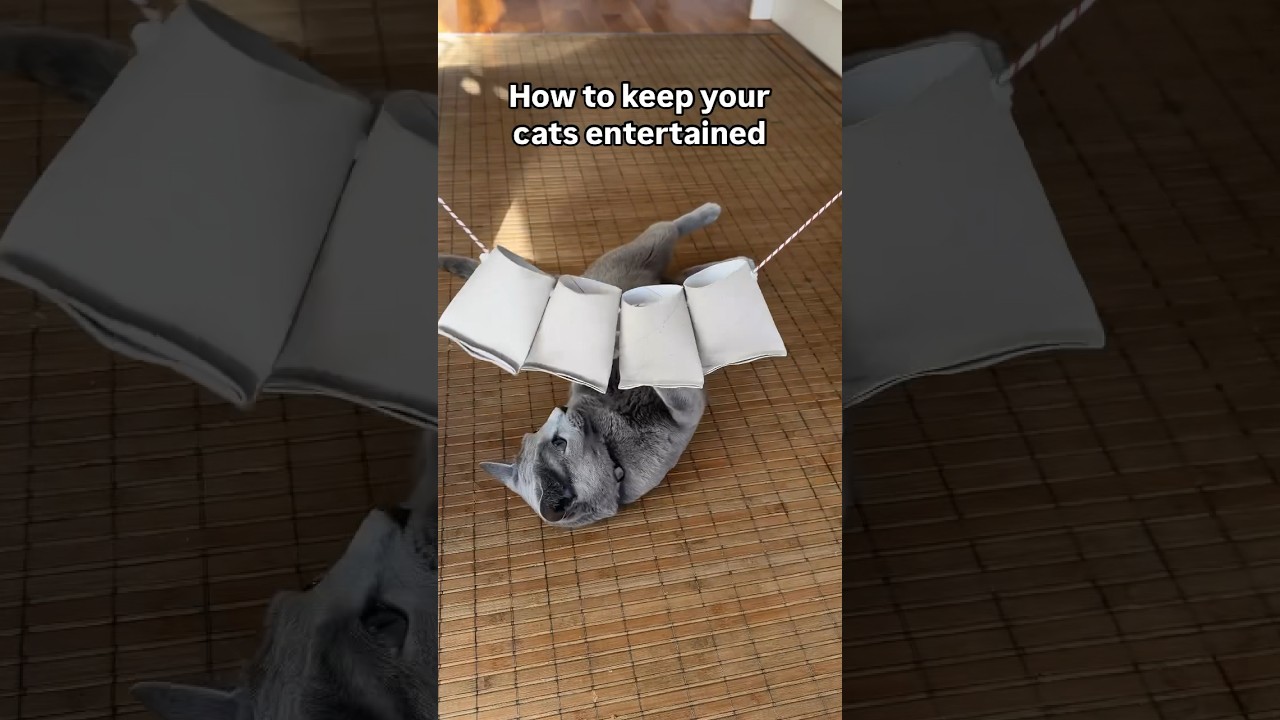 Who needs expensive toys when you have toilet paper rolls?😻 #catlife #cattoys #diy #diyideas #cats