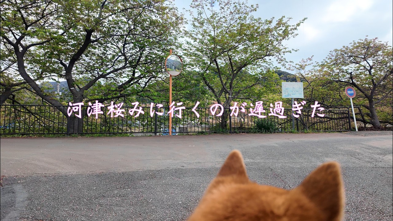2026年河津桜をみに行く