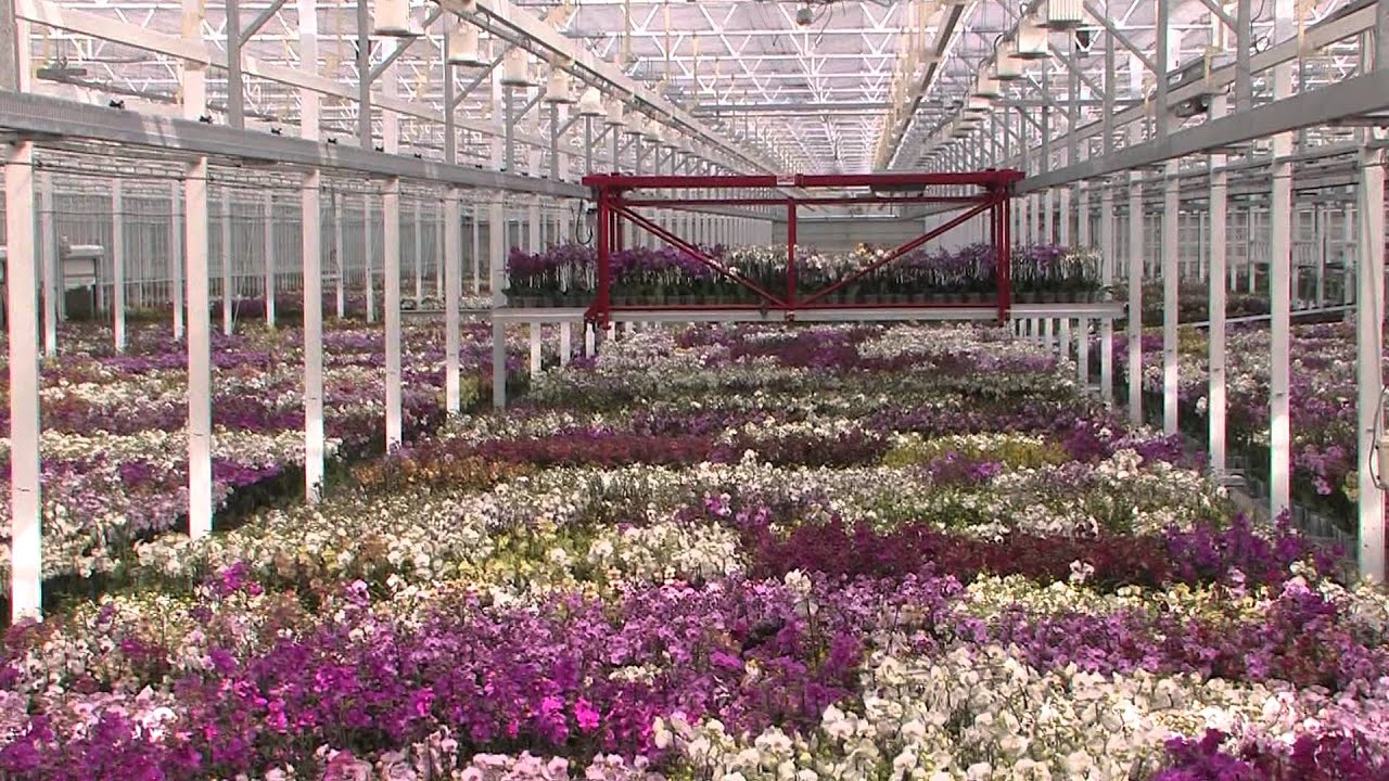 JMP Flowers русская версия