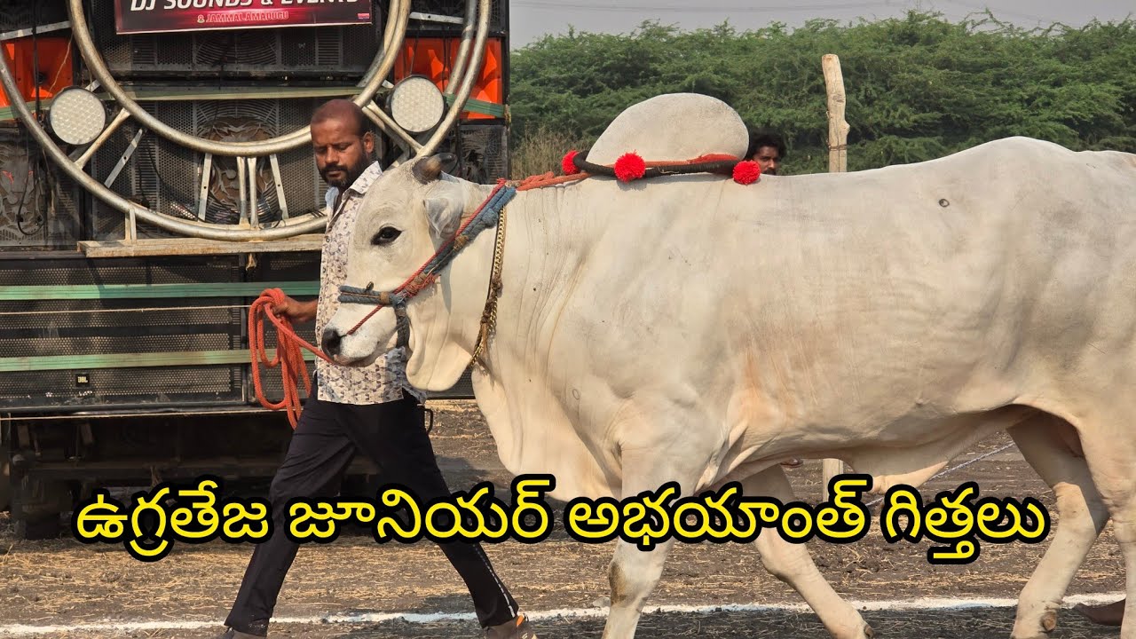 పెద్ద పసుపుల సీనియర్స్ 1వ జత. కాసన్నేని రాజా చౌదరి గారి జూనియర్ అభయాంత్..ఉగ్రతేజ