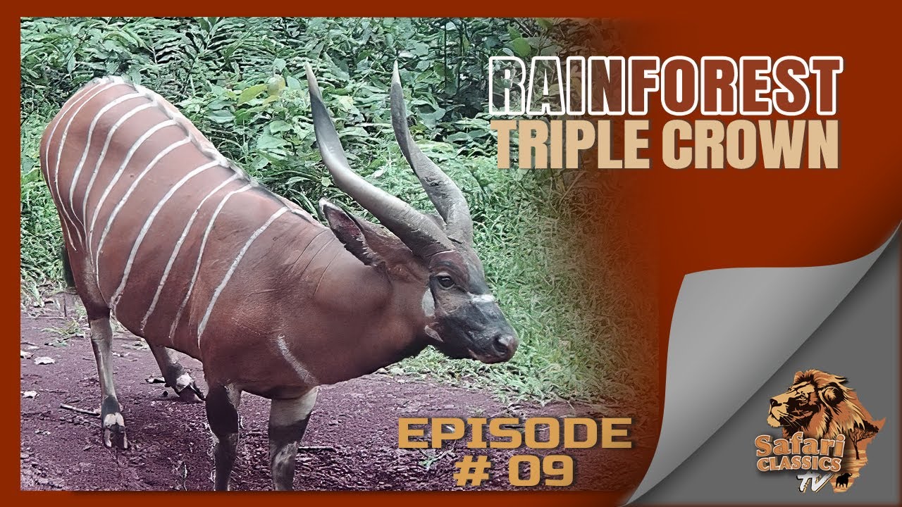 Rainforest Triple Crown | Safari Classics TV Podcast Ep 9