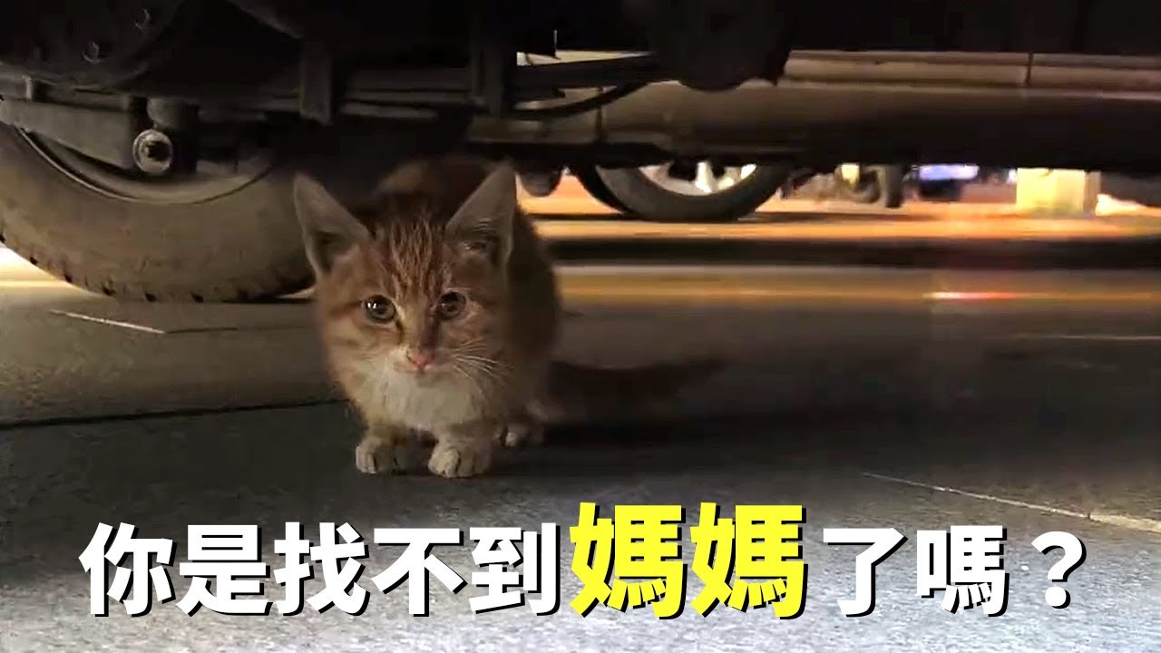 走丟的小貓在車底狂叫，卻怎麼也抓不住牠...