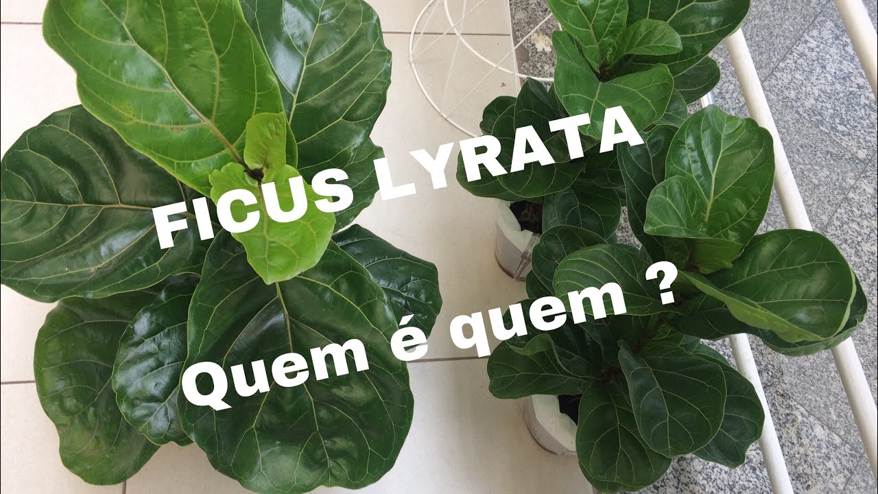 PLANTA FICUS LYRATA E LYRATA BAMBINO - REPLANTE