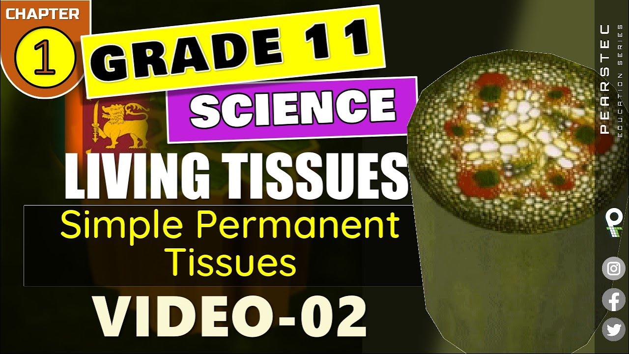 Grade 11 Science English : Ch 1/2 - Simple Permanent Tissues