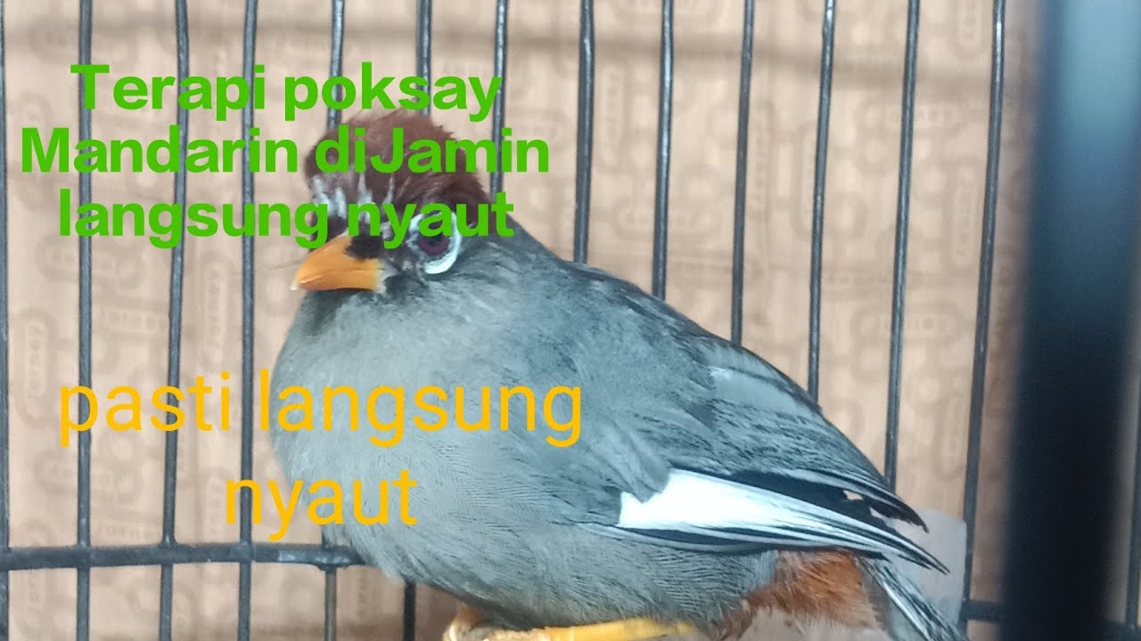 Bergema suara poksay Mandarin